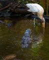 alligator and wood stork seeking food in same pool at Corkscrew Swamp.